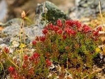 RHODIOLA ROSEA: LA RADICE DELLA RESISTENZA FISICA - NATUROPATA LIFE COACH ANTONELLA ANCESCHI - CARPI - MODENA - REGGIO - CONSULENZE ONLINE 