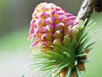 IL FIORE DI BACH PINE: LO SCIOGLIERSI DELL'INADEGUATEZZA - NATUROPATA LIFE COACH ANTONELLA ANCESCHI - CARPI - MODENA - REGGIO - CONSULENZE ONLINE 