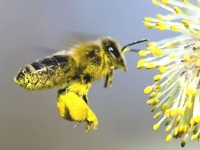 IL POLLINE: RIGENERANTE PER  IL CERVELLO - NATUROPATA LIFE COACH ANTONELLA ANCESCHI - CARPI - MODENA - REGGIO - CONSULENZE ONLINE 