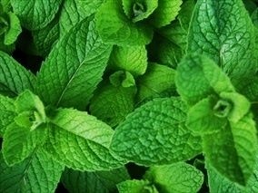 OLIO ESSENZIALE DI MENTA PIPERITA - NATUROPATA LIFE COACH ANTONELLA ANCESCHI - CARPI - MODENA - REGGIO - CONSULENZE ONLINE 