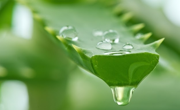 ALOE: LA PIANTA DALLE MILLE VIRTU' - NATUROPATA LIFE COACH ANTONELLA ANCESCHI - CARPI - MODENA - REGGIO - CONSULENZE ONLINE 