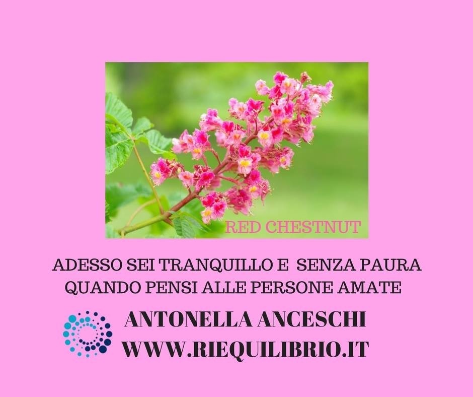 PAURA? NO GRAZIE: RED CHESTNUT - NATUROPATA LIFE COACH ANTONELLA ANCESCHI - CARPI - MODENA - REGGIO - CONSULENZE ONLINE 