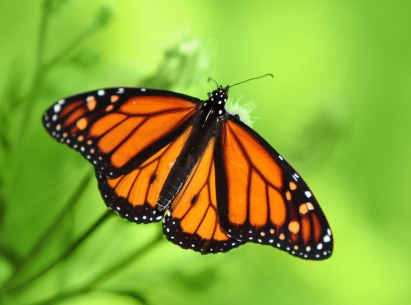 La Tecnica Metamorfica (Riflessologia piedi, mani, viso) - NATUROPATA LIFE COACH ANTONELLA ANCESCHI - CARPI - MODENA - REGGIO - CONSULENZE ONLINE 