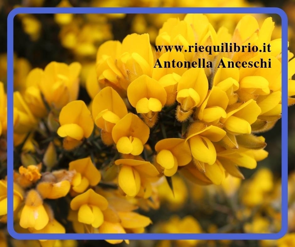 NON PERDIAMO LA SPERANZA CON I FIORI DI BACH: GORSE - NATUROPATA LIFE COACH ANTONELLA ANCESCHI - CARPI - MODENA - REGGIO - CONSULENZE ONLINE 