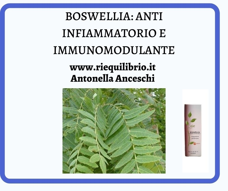 BOSWELLIA: ANTINFIAMMATORIO ED IMMUNOMODULANTE - NATUROPATA LIFE COACH ANTONELLA ANCESCHI - CARPI - MODENA - REGGIO - CONSULENZE ONLINE 