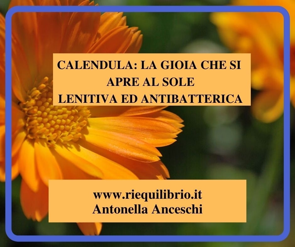 CALENDULA, LA GIOIA CHE SI APRE AL SOLE - NATUROPATA LIFE COACH ANTONELLA ANCESCHI - CARPI - MODENA - REGGIO - CONSULENZE ONLINE 