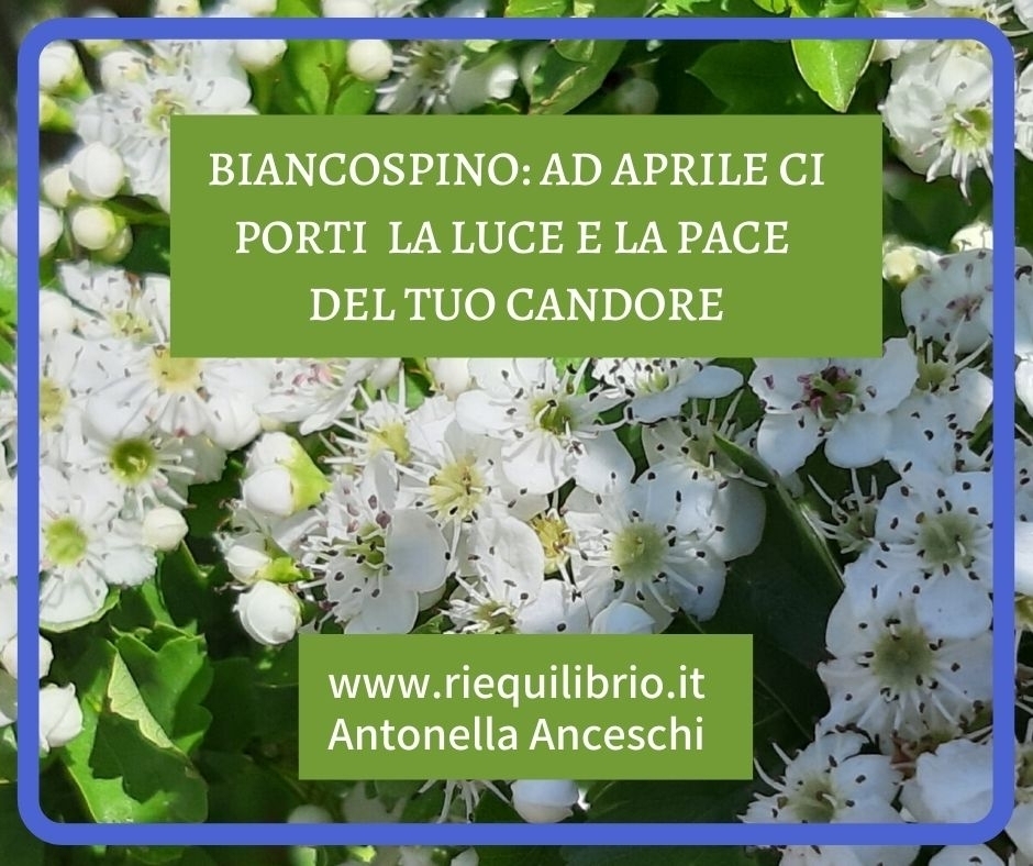 IL BIANCOSPINO: LUCE E PACE DEL TUO CANDORE - NATUROPATA LIFE COACH ANTONELLA ANCESCHI - CARPI - MODENA - REGGIO - CONSULENZE ONLINE 